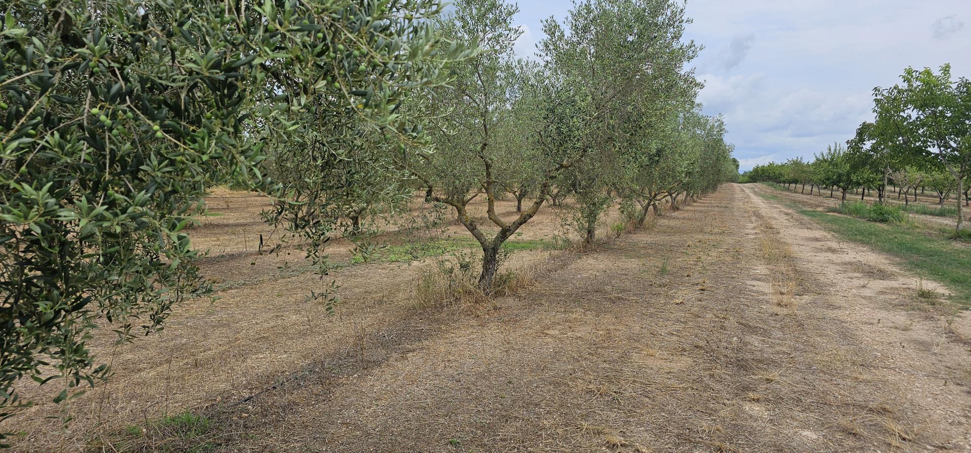 Suelo rústico – Mora d Ebre  m2 photo4