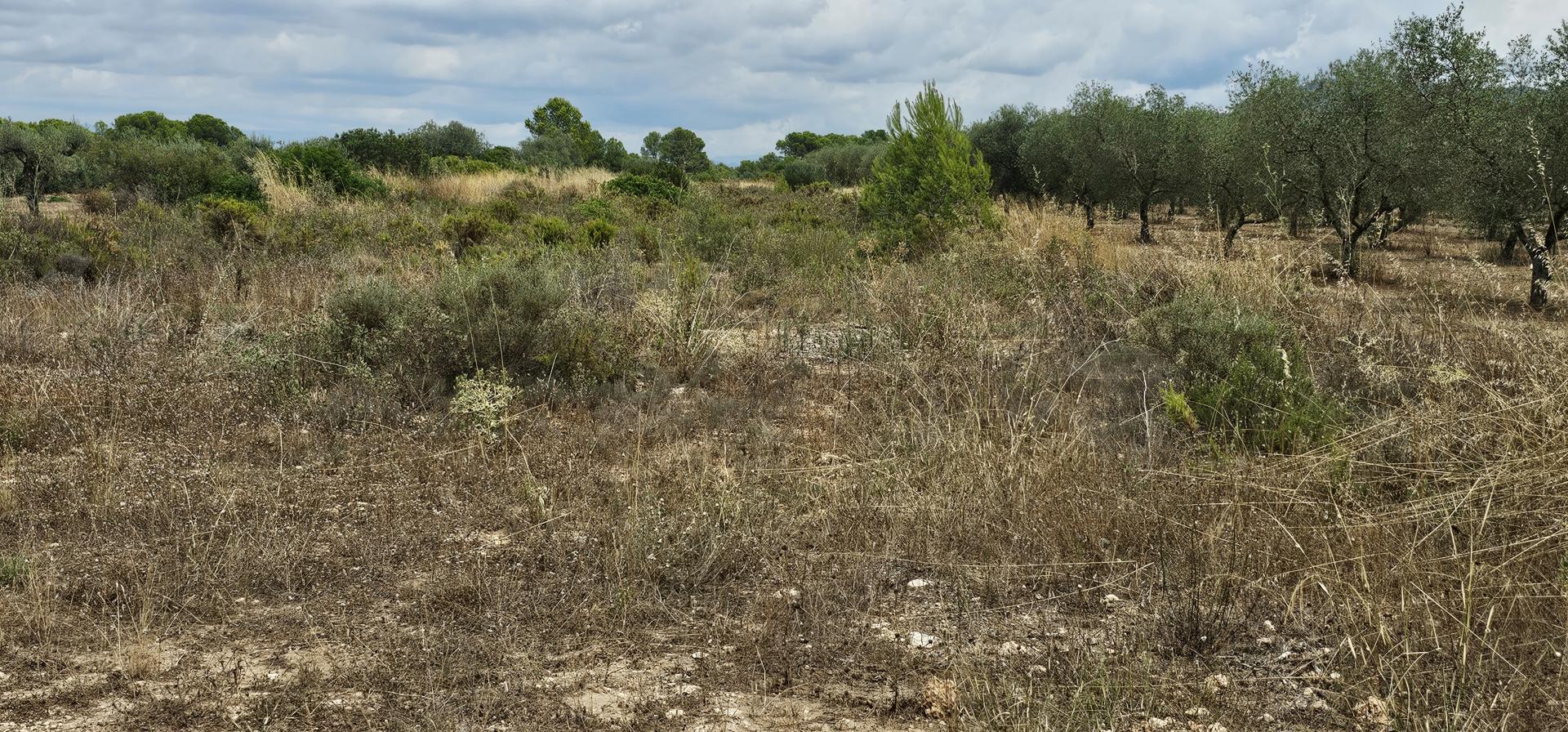 Suelo rústico – Mora d Ebre  m2 photo23