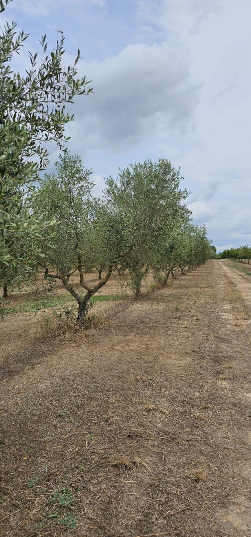 Suelo rústico – Mora d Ebre  m2 photo3