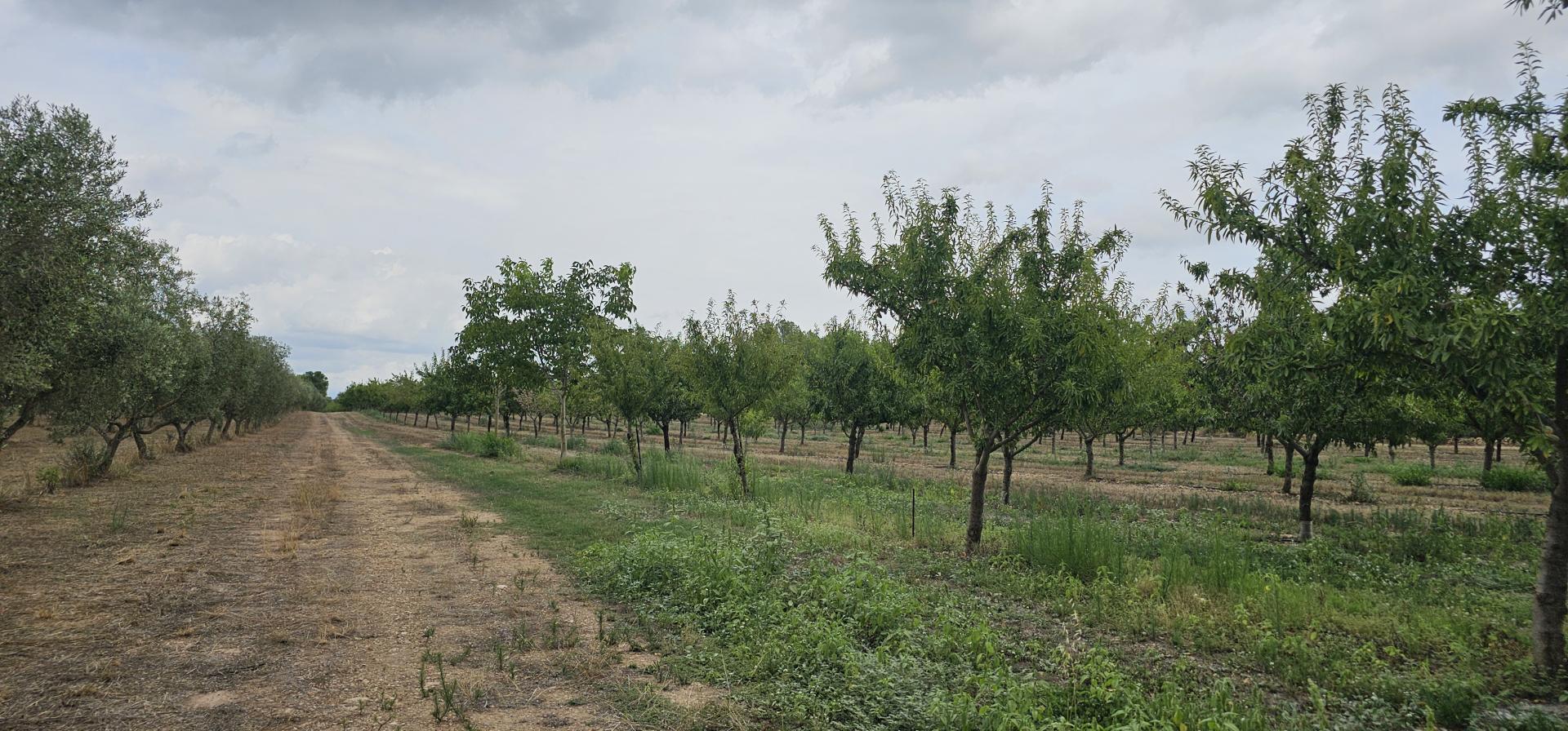 Suelo rústico – Mora d Ebre  m2 photo12