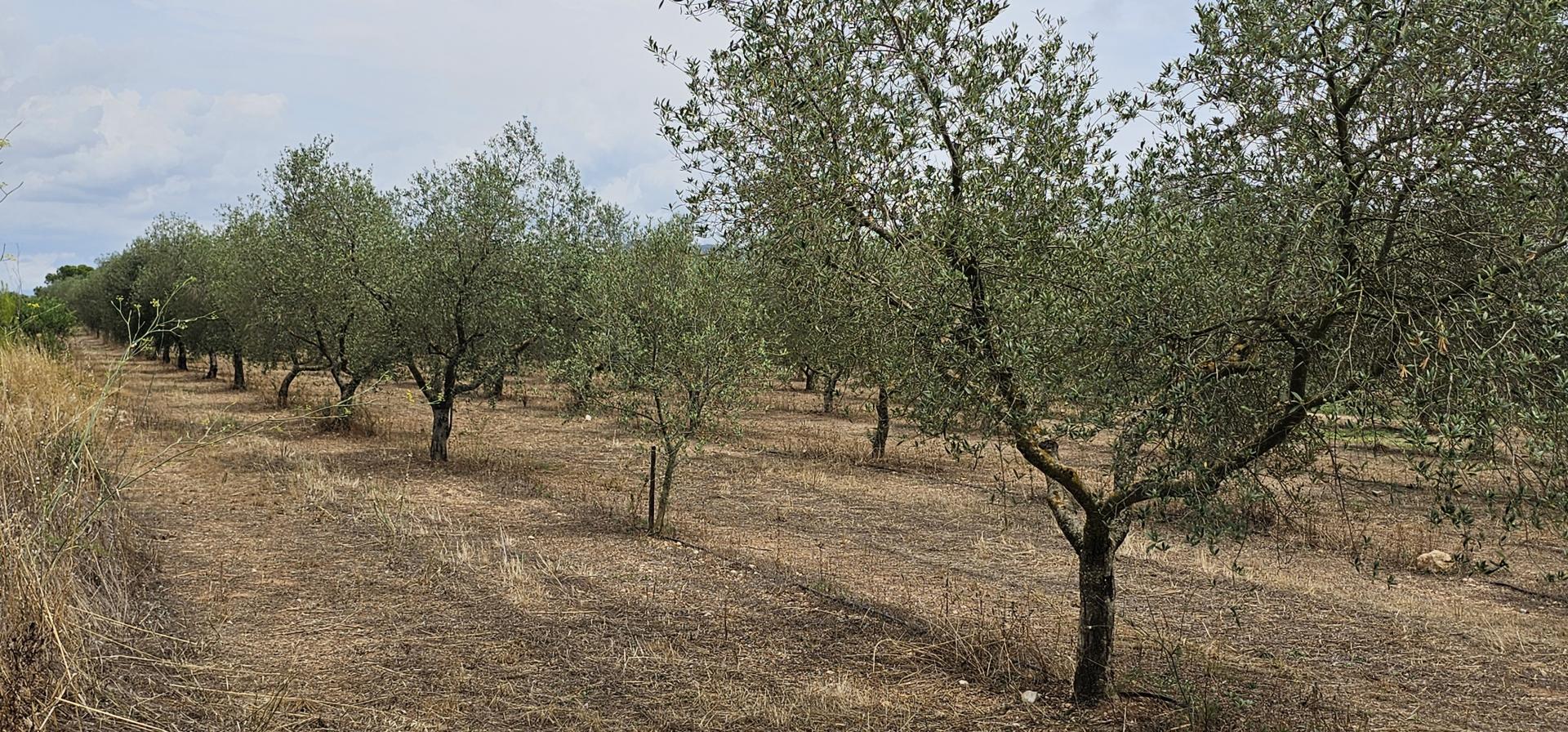 Suelo rústico – Mora d Ebre  m2 photo8