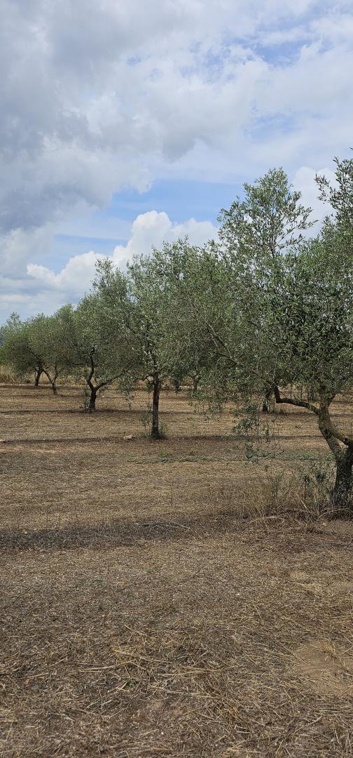 Suelo rústico – Mora d Ebre  m2 photo7