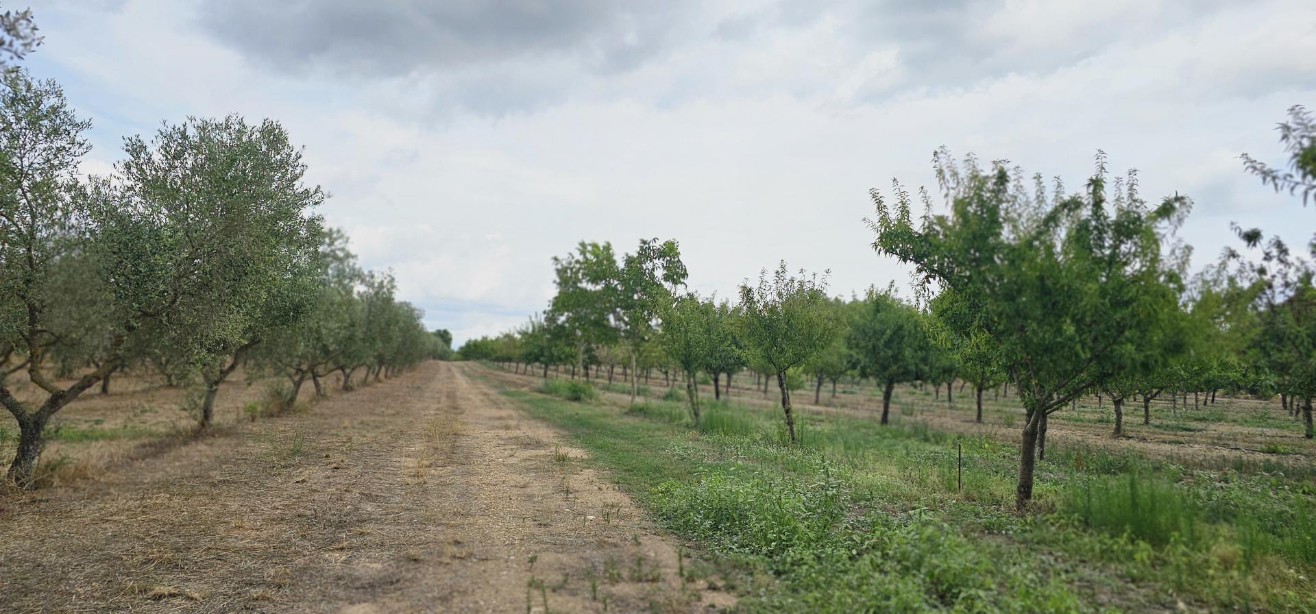 Suelo rústico – Mora d Ebre  m2 photo13