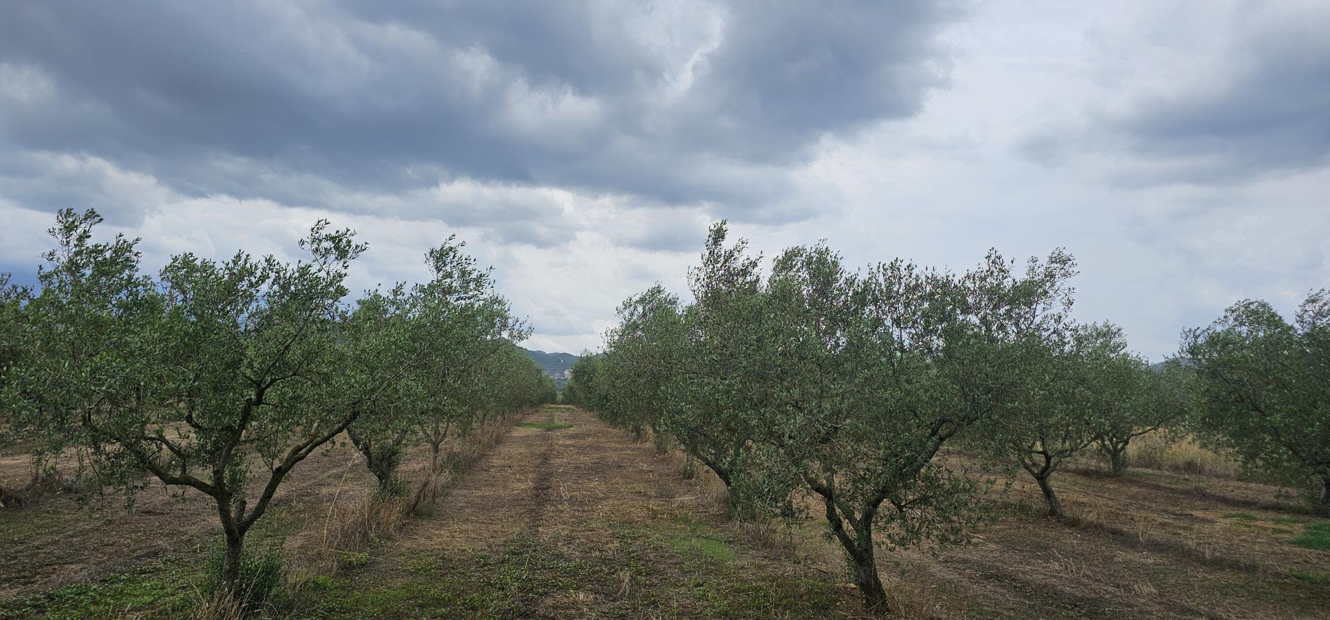 Suelo rústico – Mora d Ebre  m2 photo14