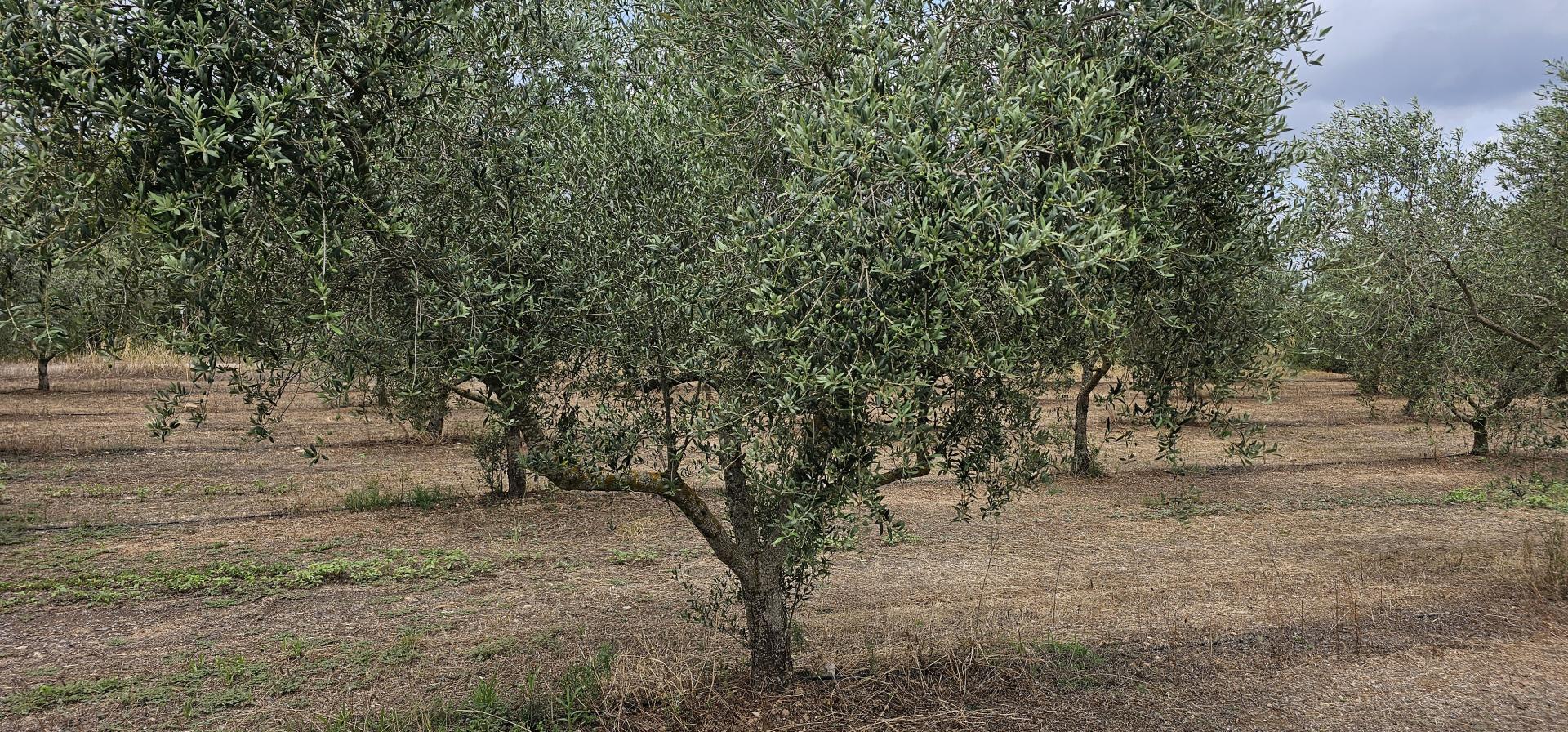 Suelo rústico – Mora d Ebre  m2 photo6